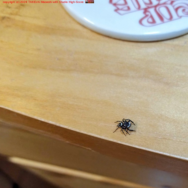 ���е��פΥ�����(�椬�ȤǤϥϥ��ȥꥰ��ϰ�Χ�ȥ������ɤȸƾ�)���ɤ���äƥ�����é���失���Τ�? �İ������ȡ��ɥ����˾ä�����