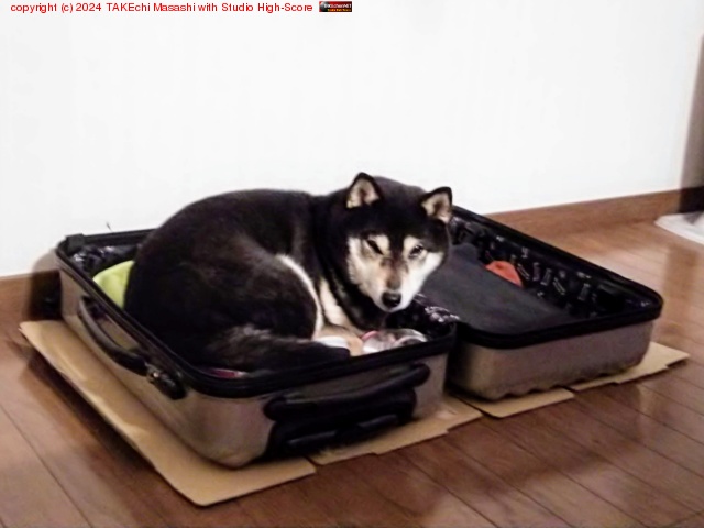 TL ��ή��Ƥ���ι�Ԥ��ΤäƼ�ʬ�Υ������򥹡��ĥ������˵ͤ���󥳤�ư���Ѥơ�ñ����Ǥ���塤������������ī���ͤΥ����ĥ������ǿ��Ƥ���������פ��Ф�����ǯ�ϲ�²�ߤ�ʤ�����˰��ñۤ��������ռप�Ĥޤߤ���˳ڤ�����פ��С�